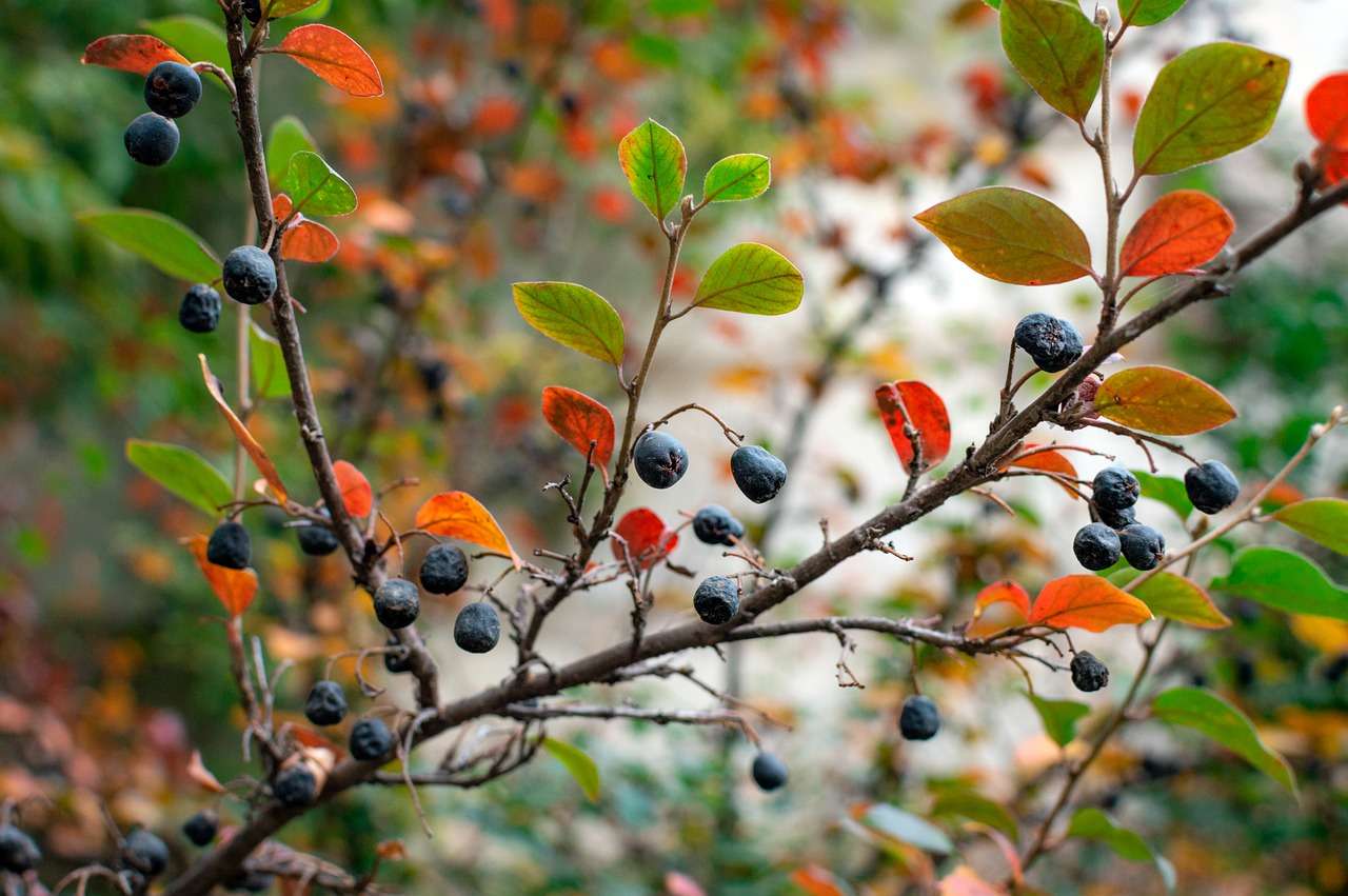 Best Illinois Native Plants for Your Suburban Chicago Landscape